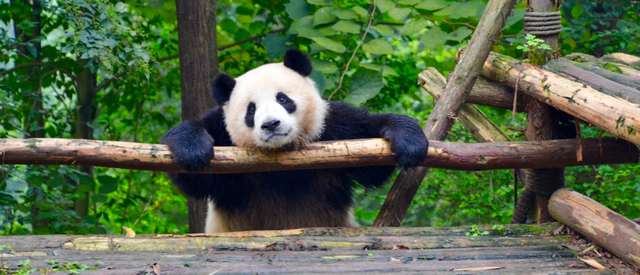 A giant panda rests its head on a wooden railing, looking calmly at the camera in Chengdu.