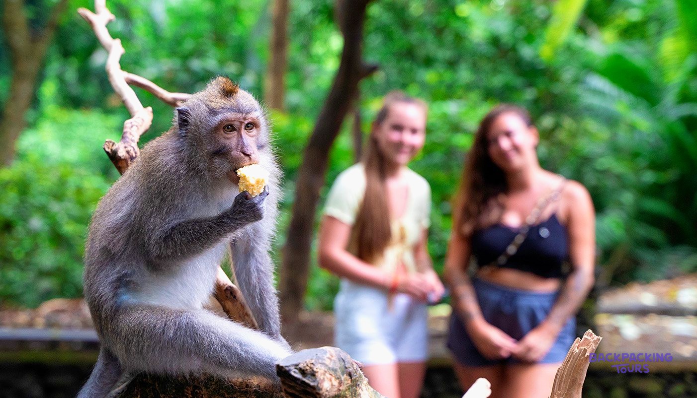 A monkey sits on a branch eating food, with two women in the blurred green background.