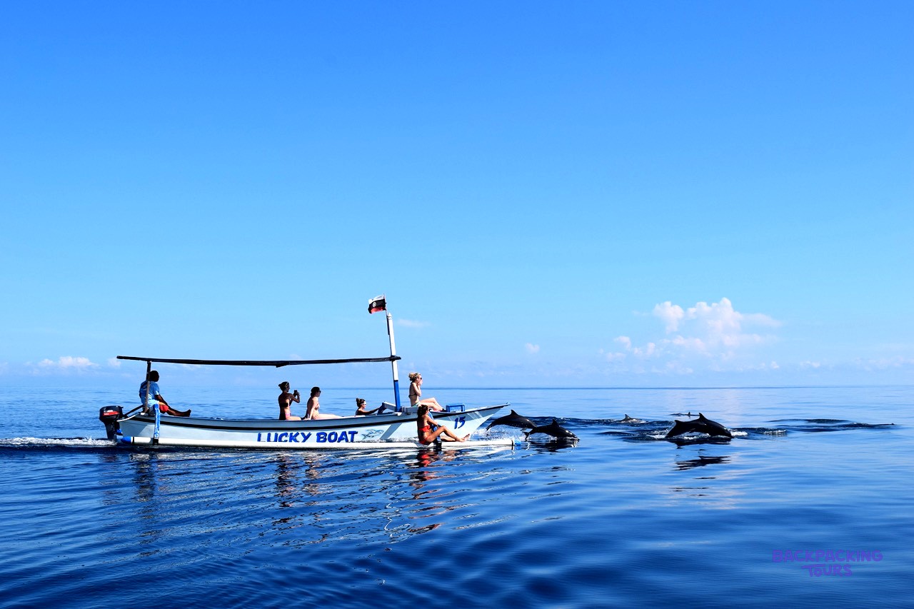 People on a boat watch dolphins leaping from the calm, blue ocean under a clear sky.