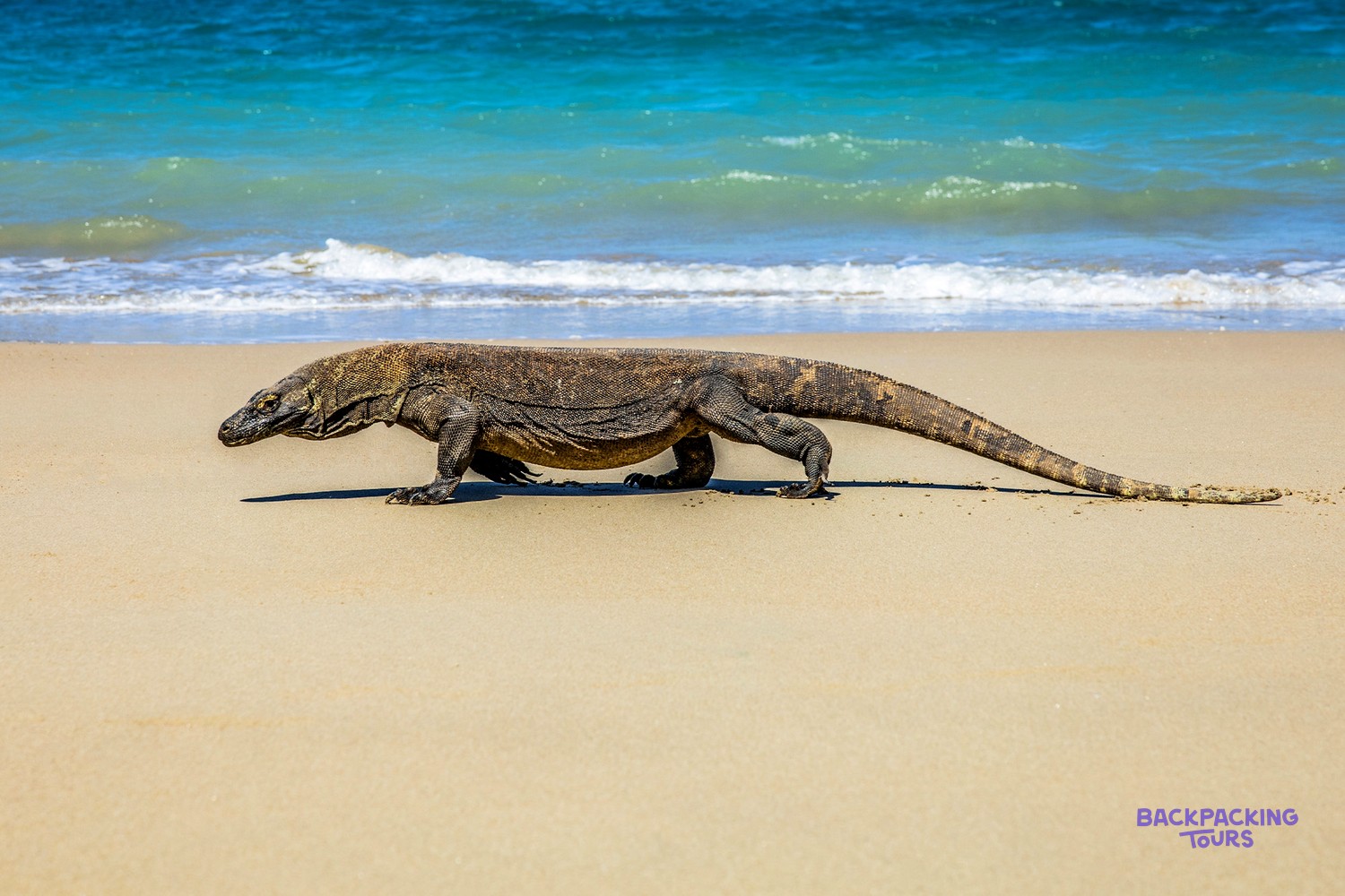 Komodo dragon walking on a light sandy beach with turquoise ocean water behind it.