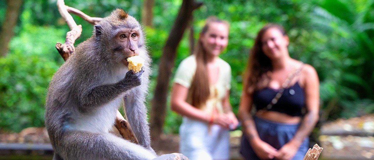 A monkey sits on a branch eating food, with two women in the blurred green background.
