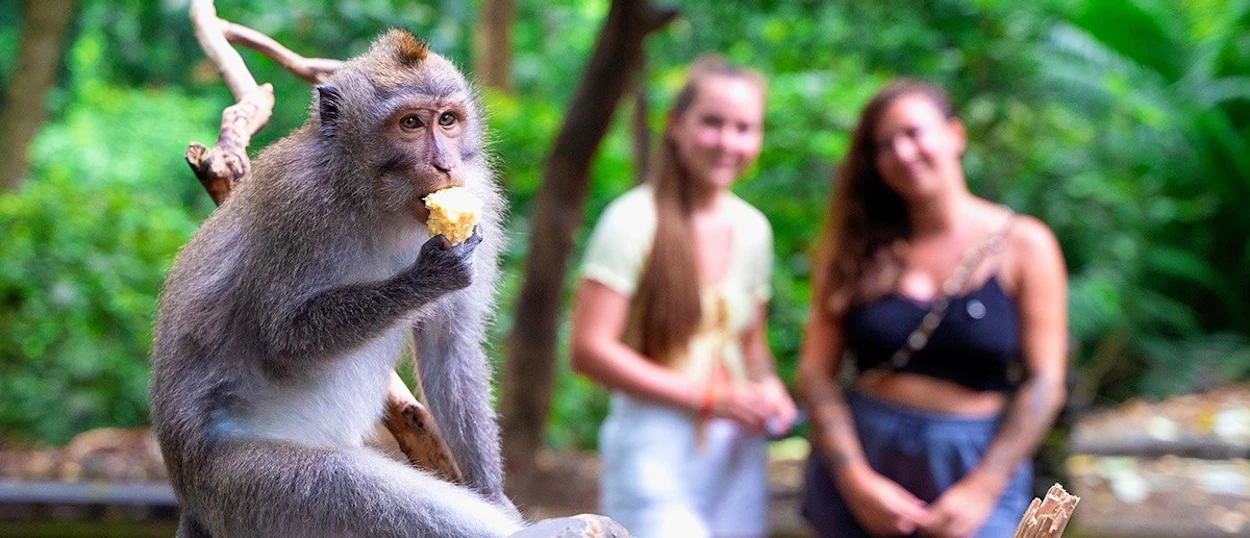 A monkey sits on a branch eating food, with two women in the blurred green background.