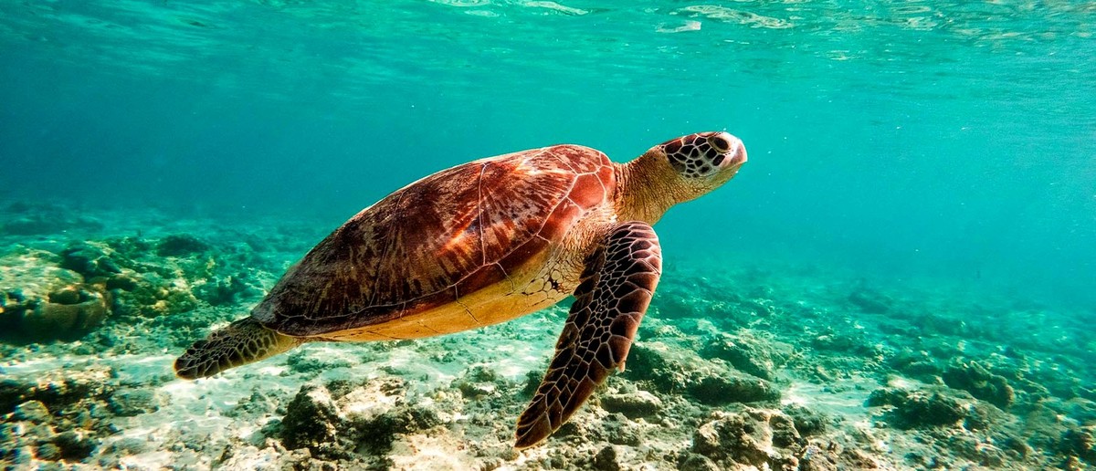 A large sea turtle swims gracefully through clear turquoise water above a rocky seabed.