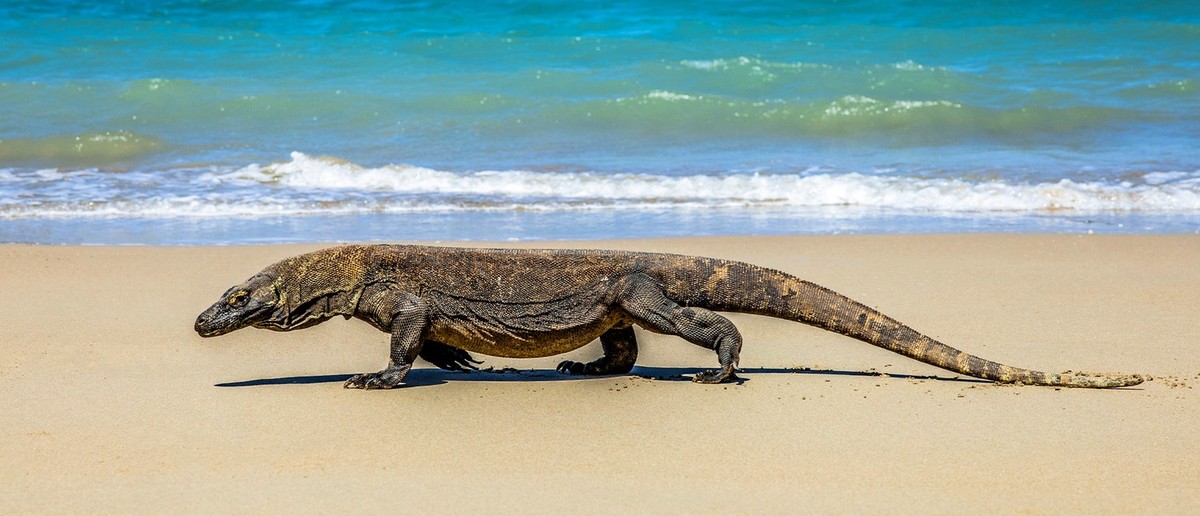 Komodo dragon walking on a light sandy beach with turquoise ocean water behind it.
