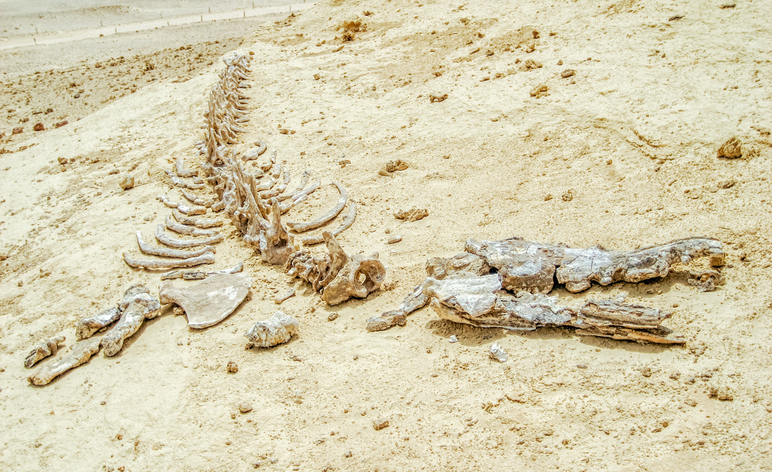 Wadi Al-Hitan (The Valley of the Whales)