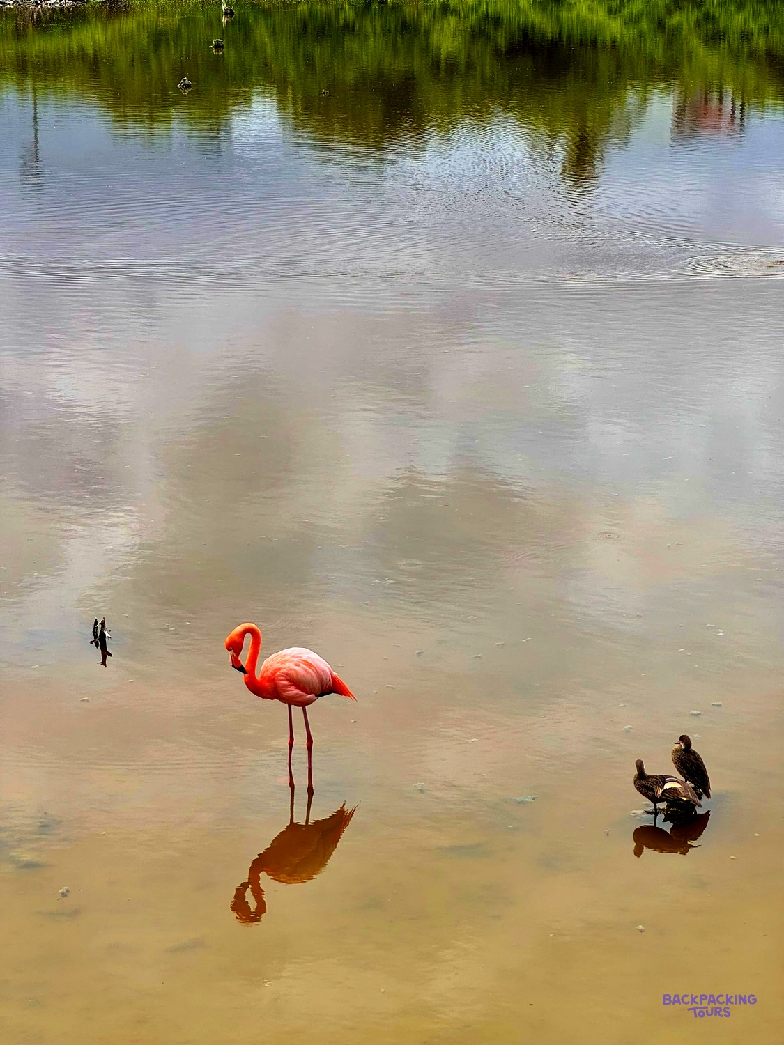 Flamingo wading in a shallow Galapagos lagoon