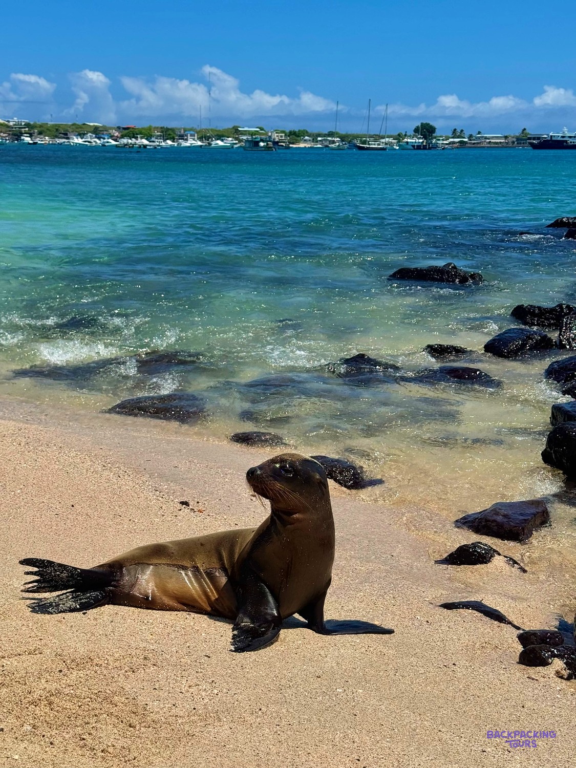 Galapagos sea lion basking on a sandy beach