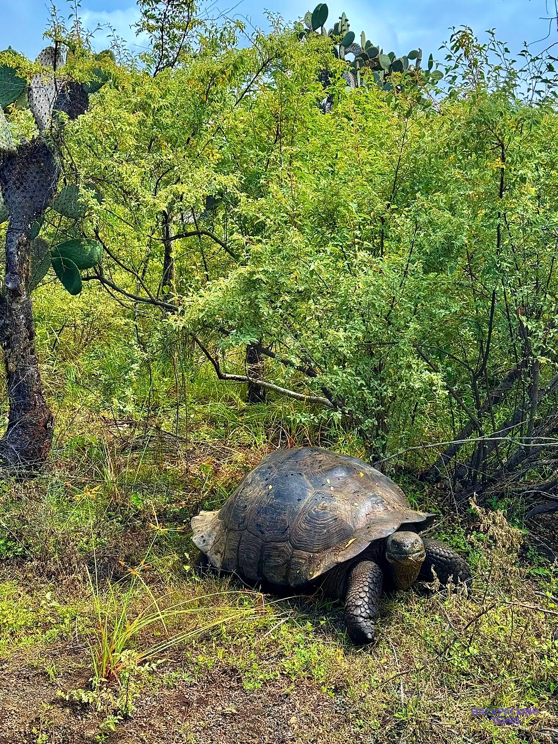 Galapagos giant tortoise in long grass