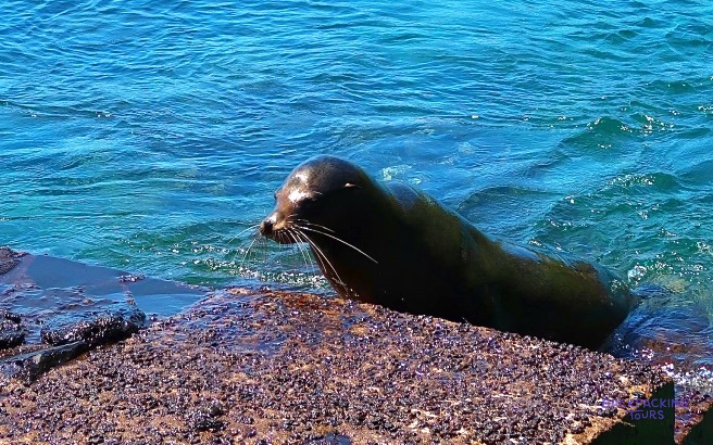 Sea lion at the water’s edge on Isabela