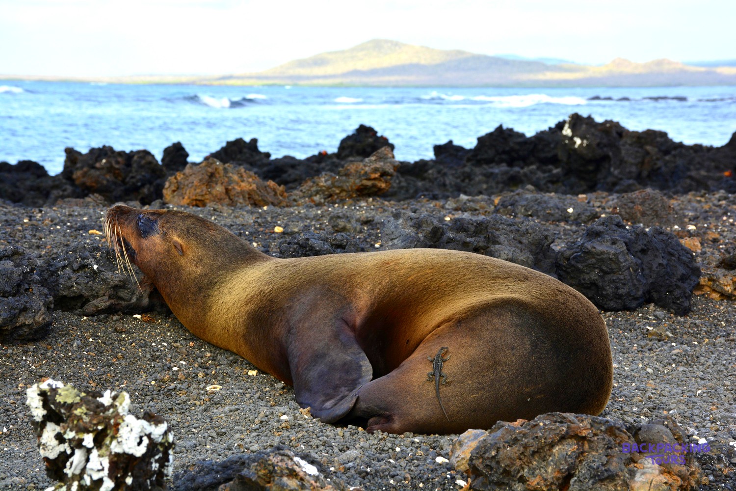 Sea lion asleep on the lava rocks at Concha Perla