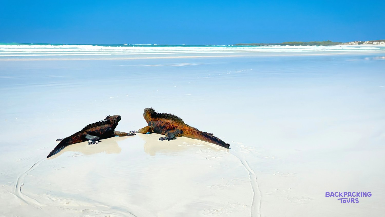 Marine iguanas and birds on the shoreline at Santa Cruz