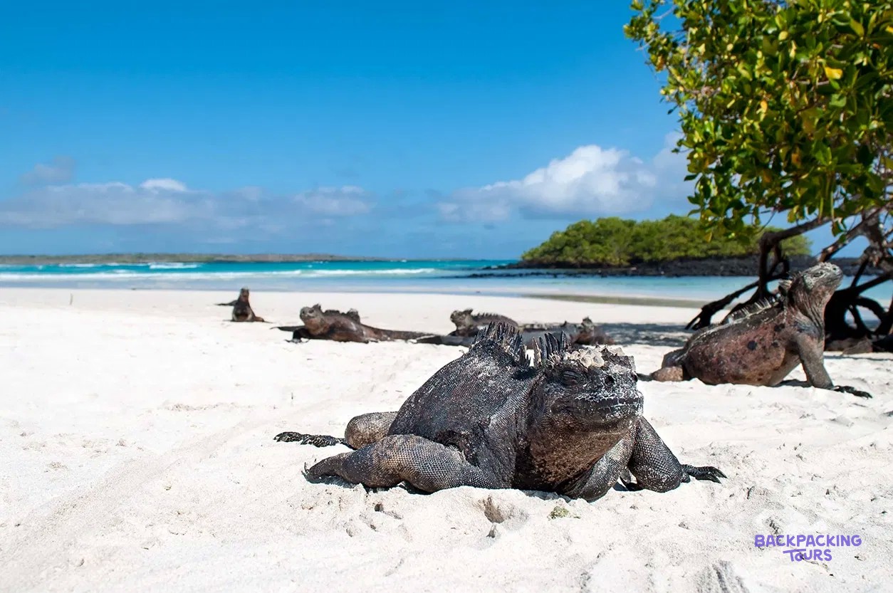 Marine iguanas on a white sand Galapagos beach