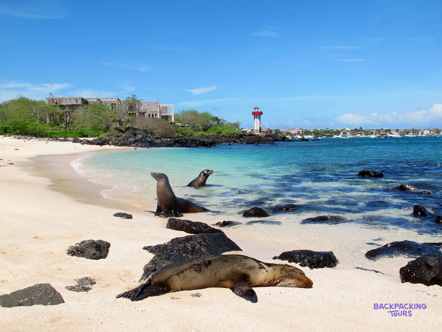 Sea lions resting on a white sand Galapagos beach