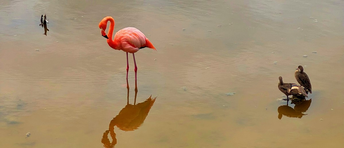 Flamingo wading in a shallow Galapagos lagoon