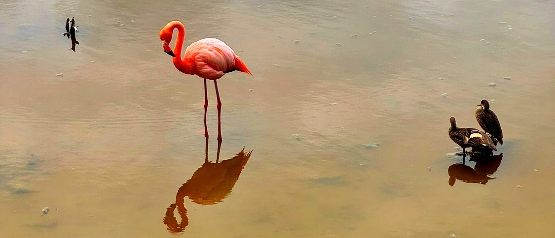 Flamingo wading in a shallow Galapagos lagoon