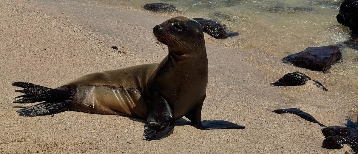 Galapagos sea lion basking on a sandy beach