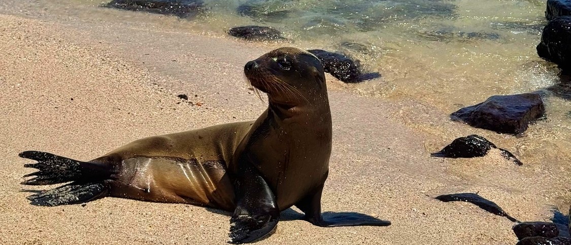 Galapagos sea lion basking on a sandy beach