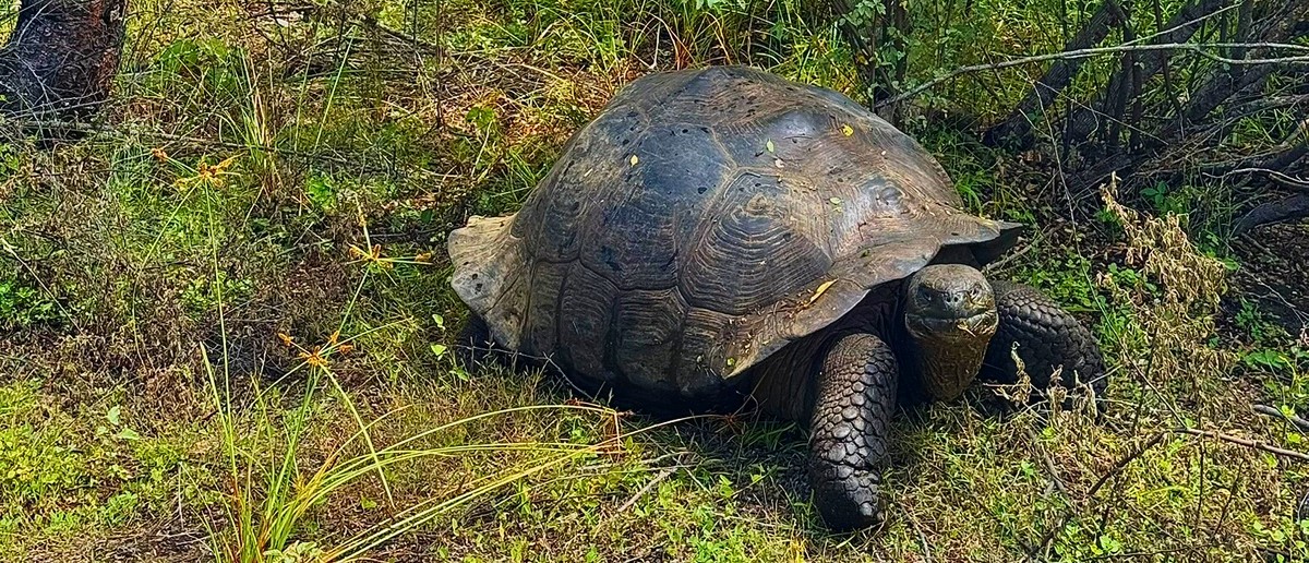 Galapagos giant tortoise in long grass