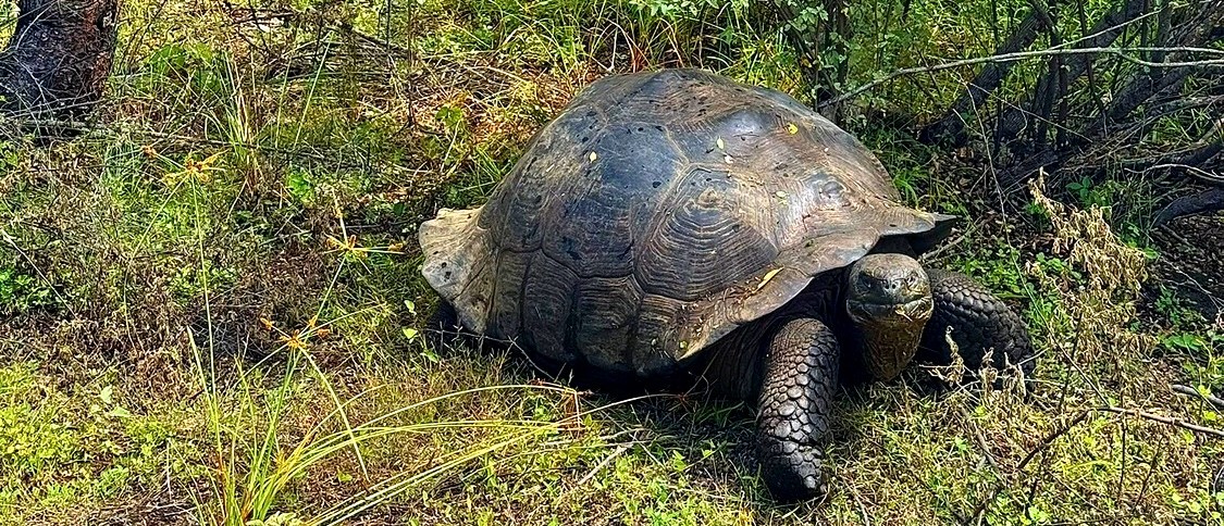 Galapagos giant tortoise in long grass