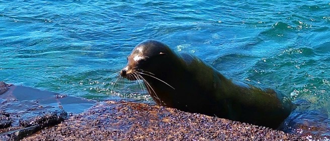 Sea lion at the water’s edge on Isabela