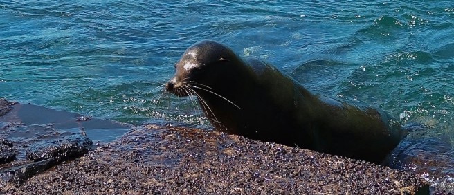 Sea lion at the water’s edge on Isabela