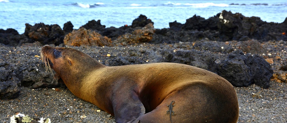 Sea lion asleep on the lava rocks at Concha Perla