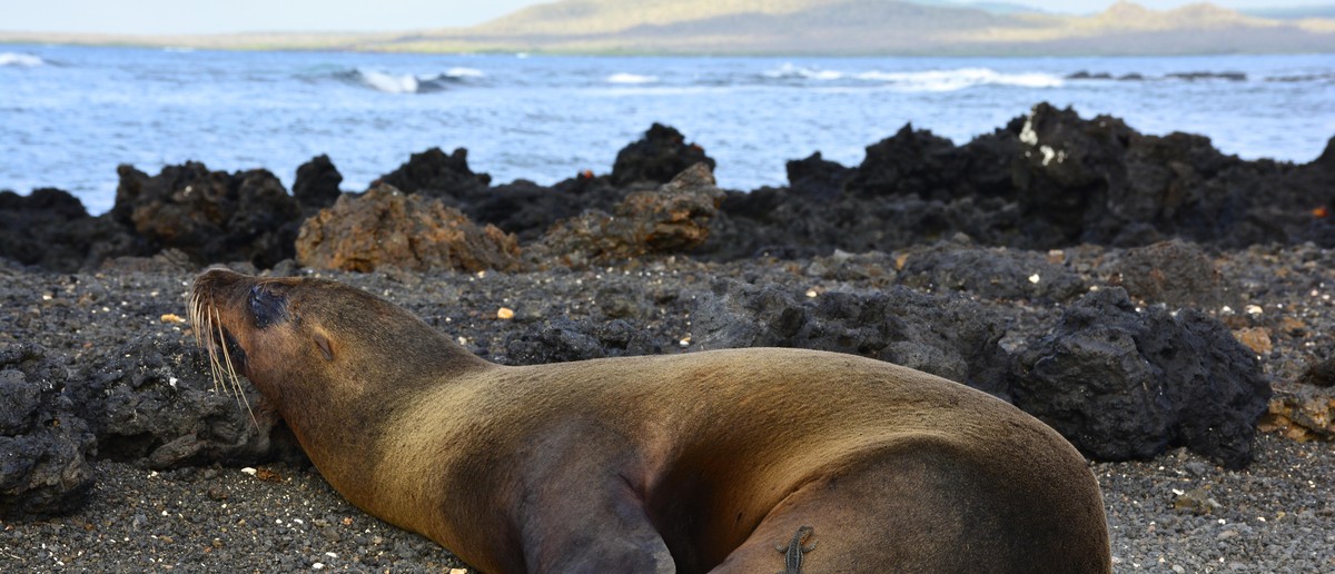 Sea lion asleep on the lava rocks at Concha Perla