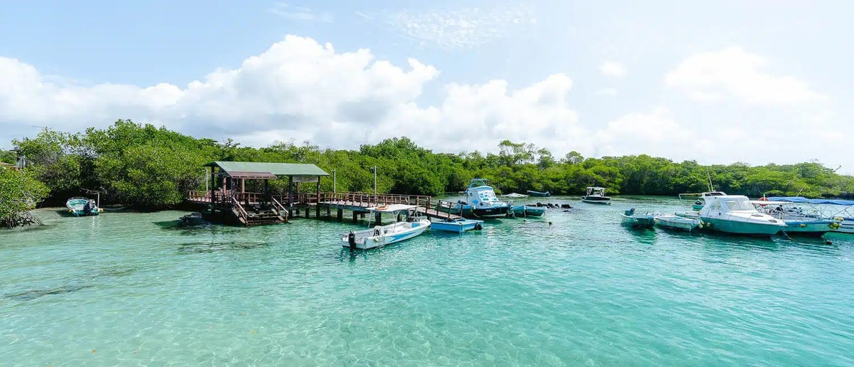 Mangrove lagoon and boardwalk at Concha Perla