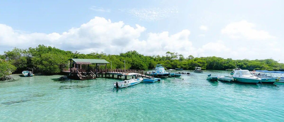 Mangrove lagoon and boardwalk at Concha Perla