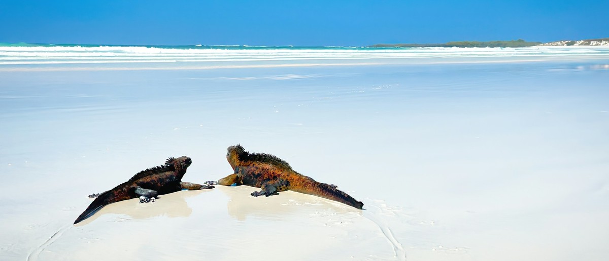 Marine iguanas and birds on the shoreline at Santa Cruz