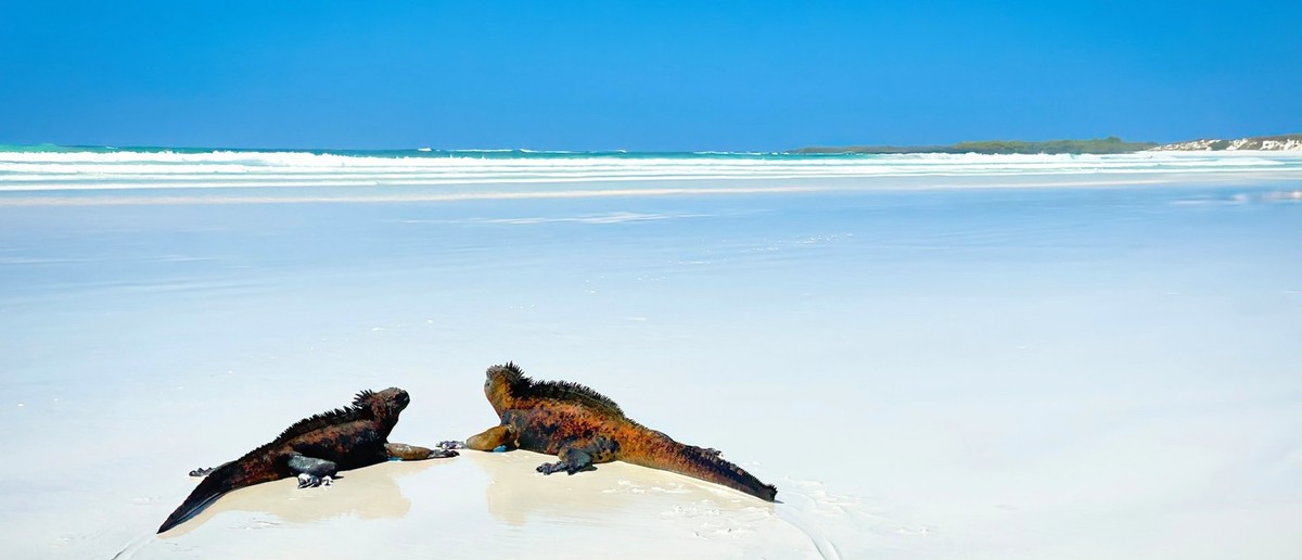 Marine iguanas and birds on the shoreline at Santa Cruz