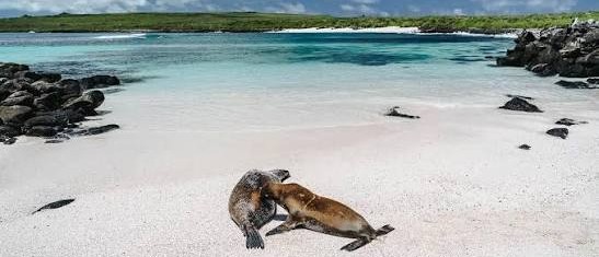 Sea lion on the white sand at Garrapatero Beach