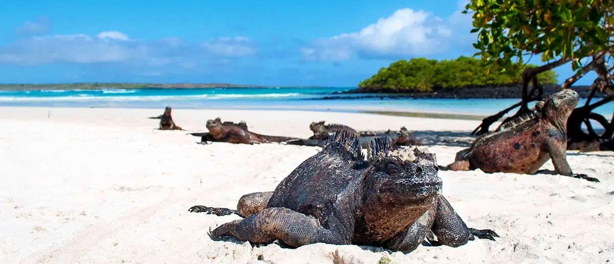 Marine iguanas on a white sand Galapagos beach