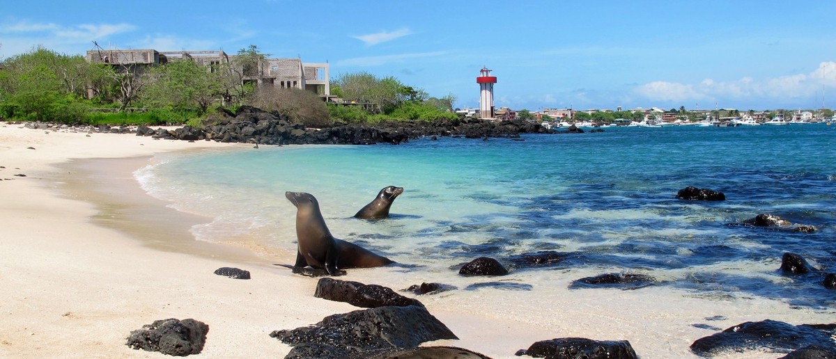 Sea lions resting on a white sand Galapagos beach