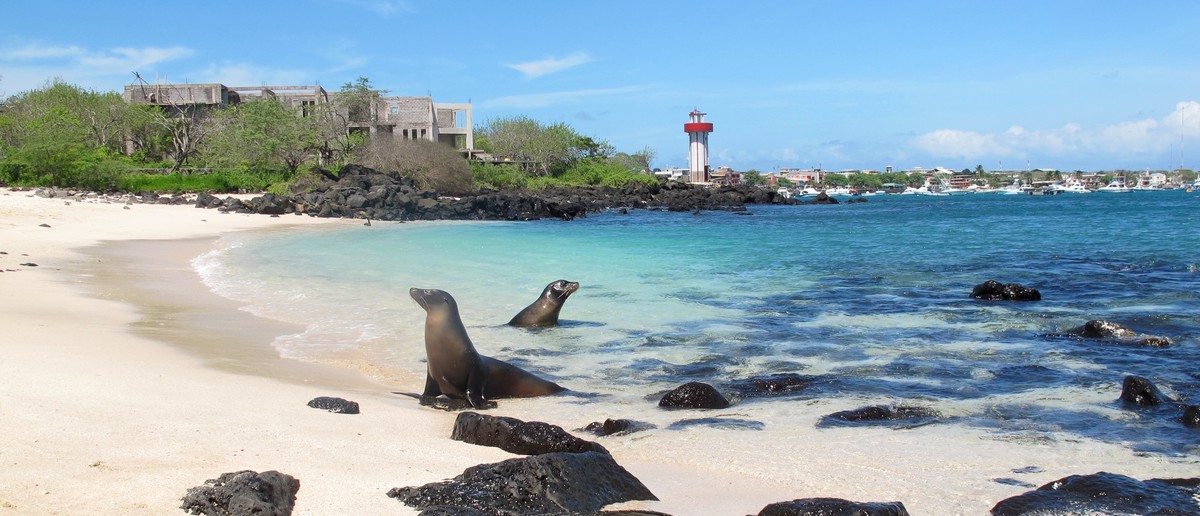 Sea lions resting on a white sand Galapagos beach