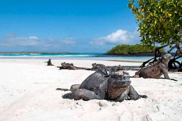 Backpacking Galapagos