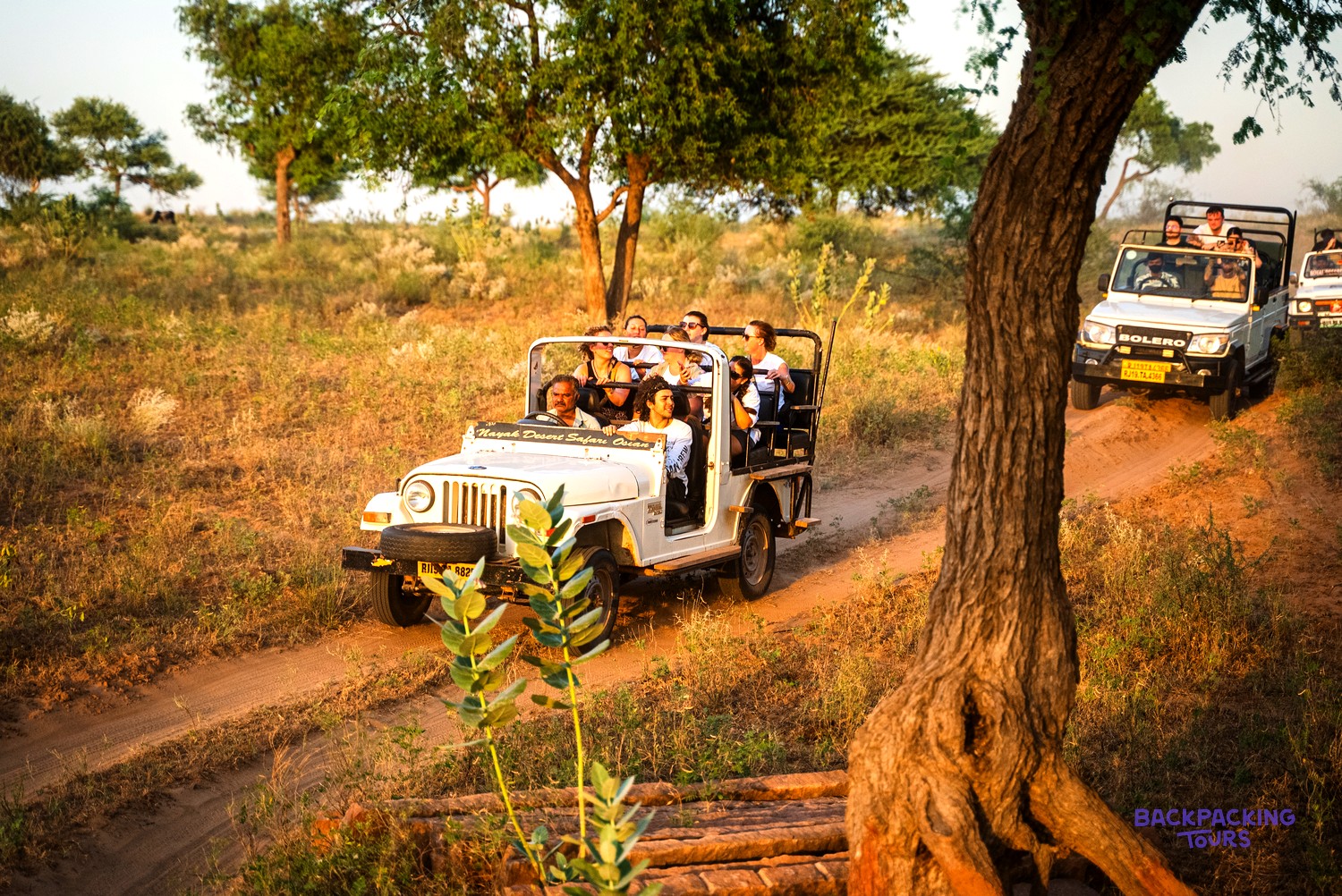People in open-top jeeps travelling on a dirt track through a dry, tree-dotted landscape.