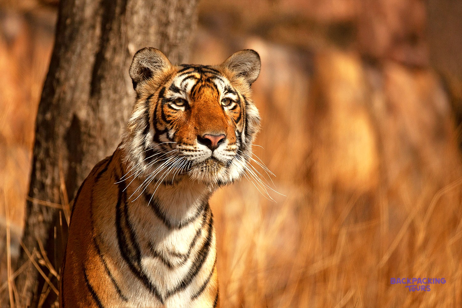 A tiger with orange and black stripes stands beside a tree trunk against golden dry grass.