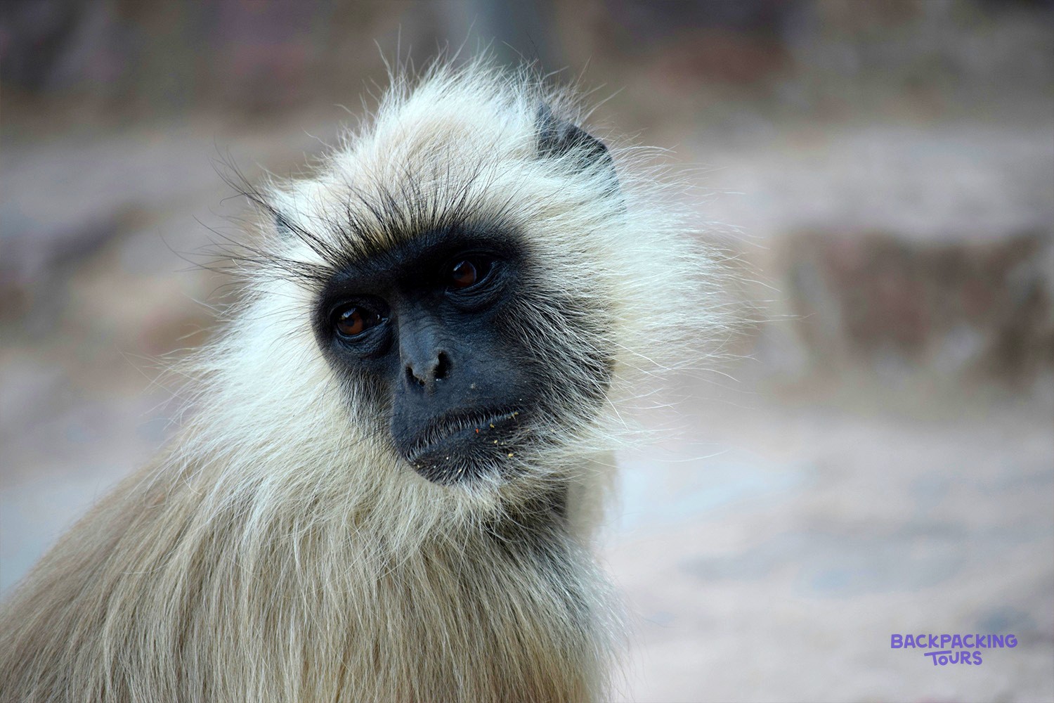 A langur monkey with light fur and a dark face looks directly at the viewer.