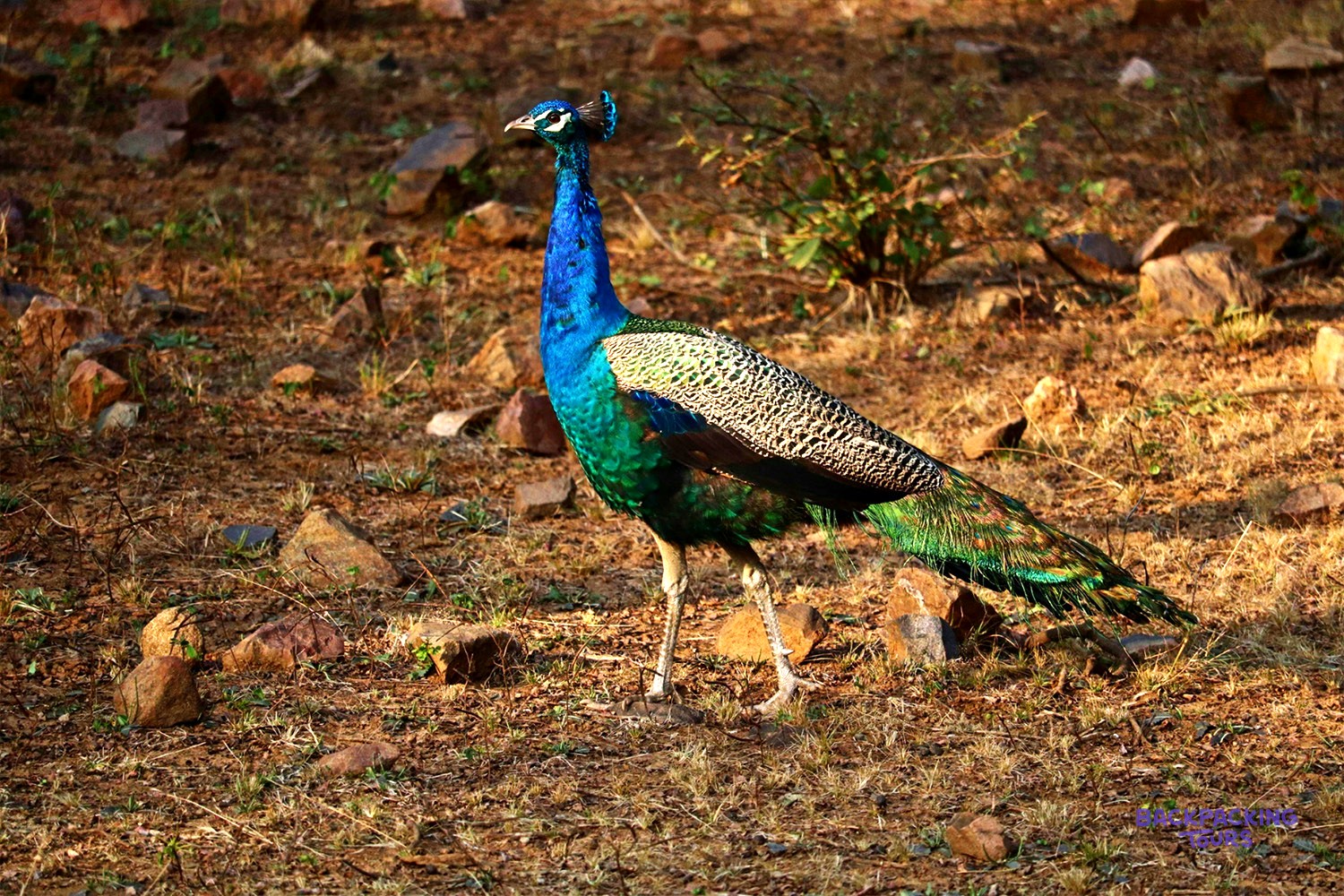 A vibrant peacock with iridescent blue and green plumage stands on dry, rocky terrain.