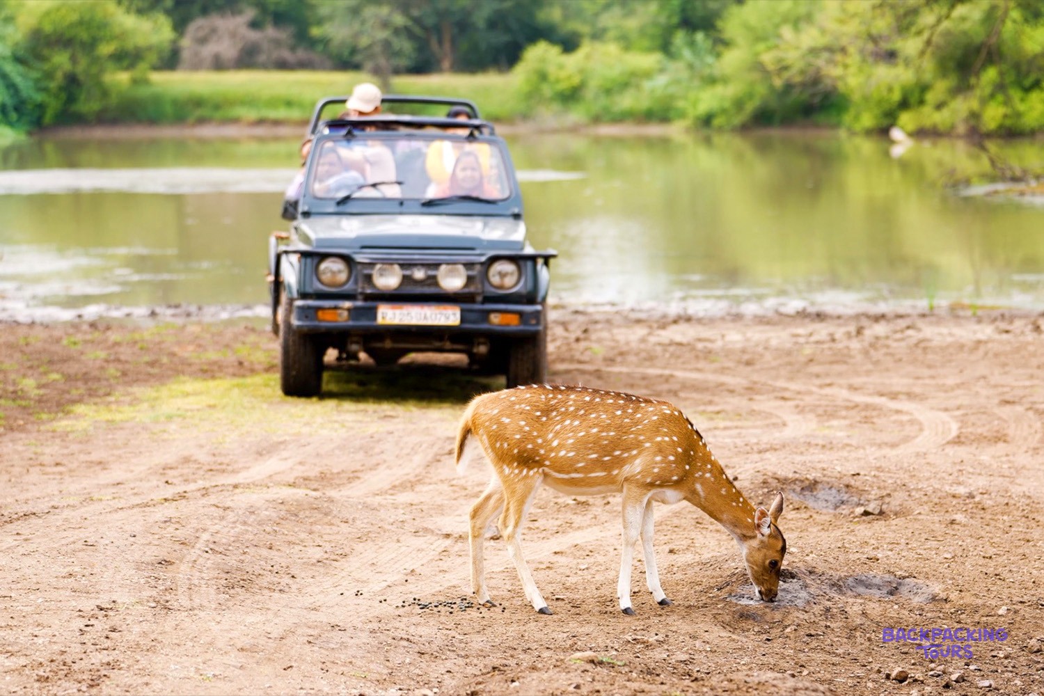 A spotted deer drinks from a puddle while a safari jeep with people waits by a lake.