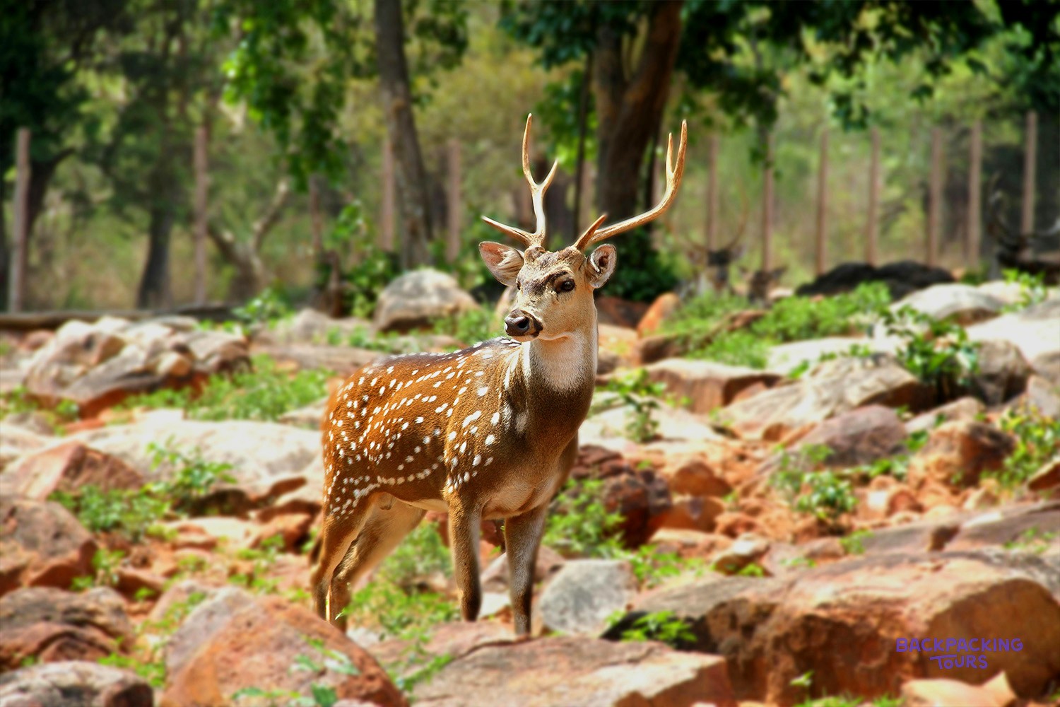A spotted deer with antlers stands on rocky terrain with green foliage and trees.