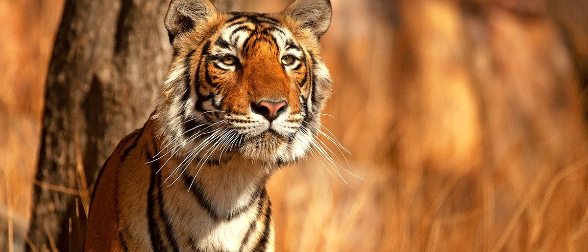 A tiger with orange and black stripes stands beside a tree trunk against golden dry grass.
