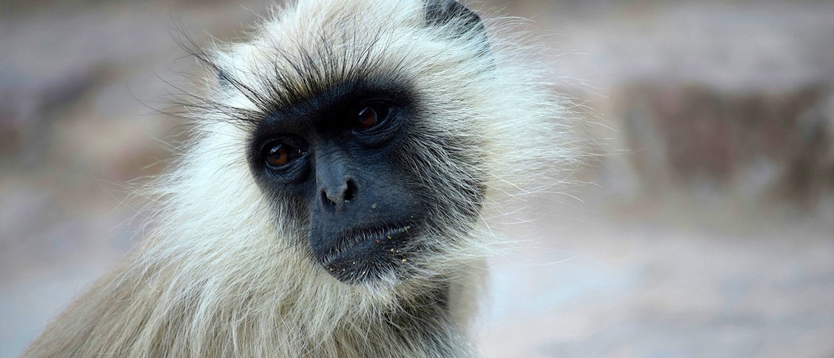 A langur monkey with light fur and a dark face looks directly at the viewer.