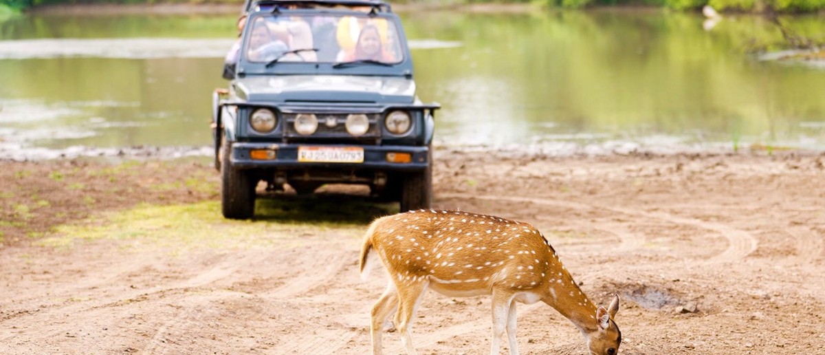 A spotted deer drinks from a puddle while a safari jeep with people waits by a lake.