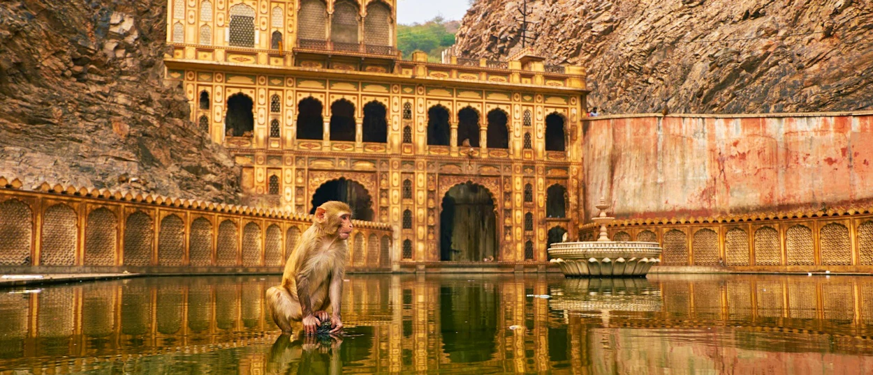 A monkey sits in the water before the ornate Galta Ji Monkey Temple in Jaipur, India.