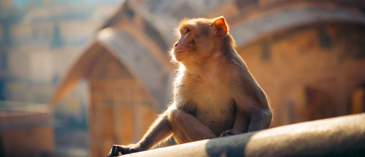 A monkey sits bathed in golden sunlight at the Galta Ji Monkey Temple in Jaipur.