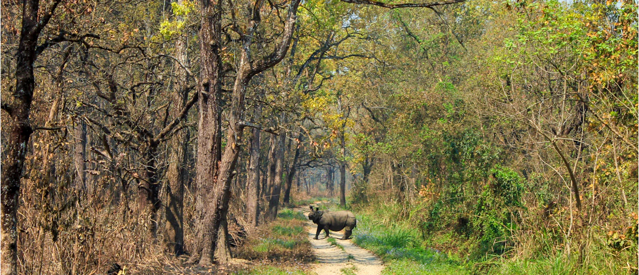 A wild rhinoceros crosses a dusty track through dense forest in Chitwan National Park, Nepal.