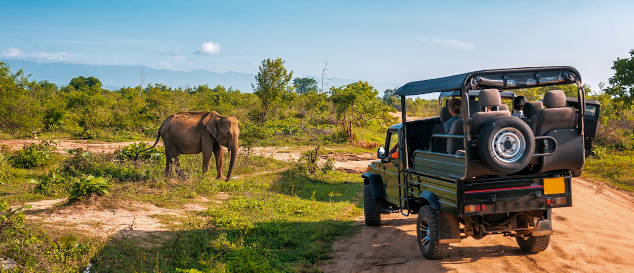 A safari jeep observes an elephant grazing in the lush Chitwan National Park under a blue sky.