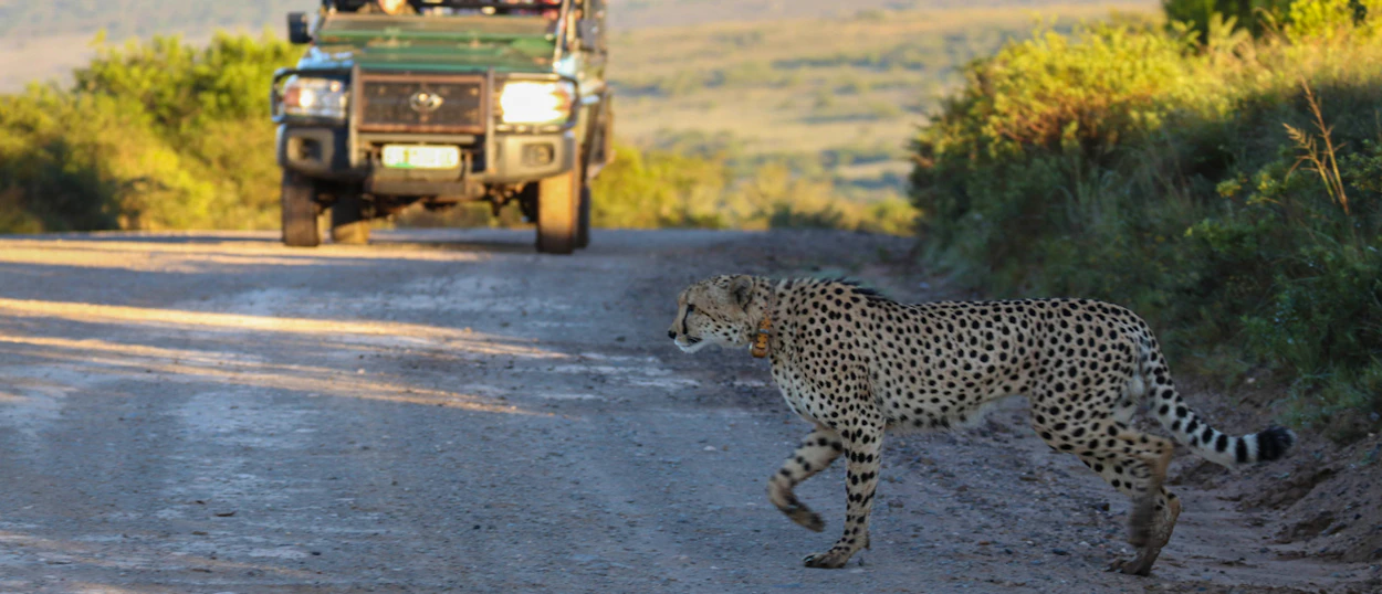 A cheetah gracefully crosses a dirt road as a safari jeep approaches in the background.